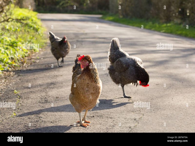 Descubre el Misterio de la Ruta del Pollo en Casinos de España, chicken road españa